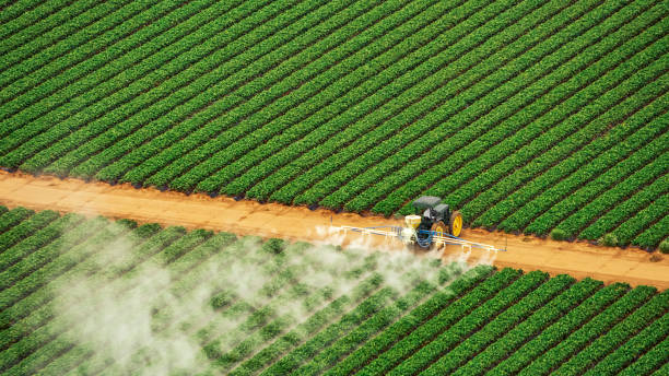 Best Bird Control  in Fussels Corner, FL