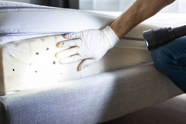 Best Cockroach Control Services  in Fussels Corner, FL