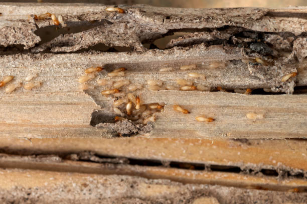 Best Commercial Pest Control Services  in Fussels Corner, FL
