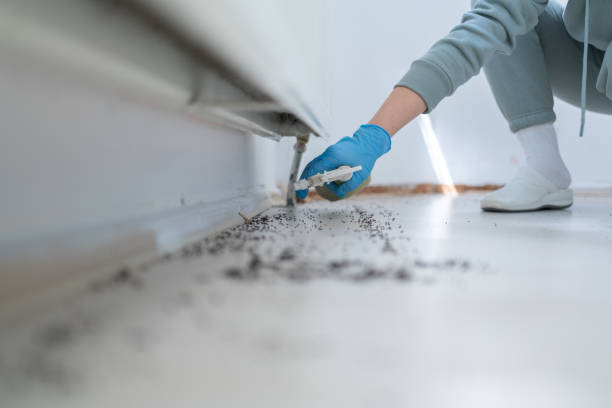 Best Rat Extermination Near Me  in Fussels Corner, FL